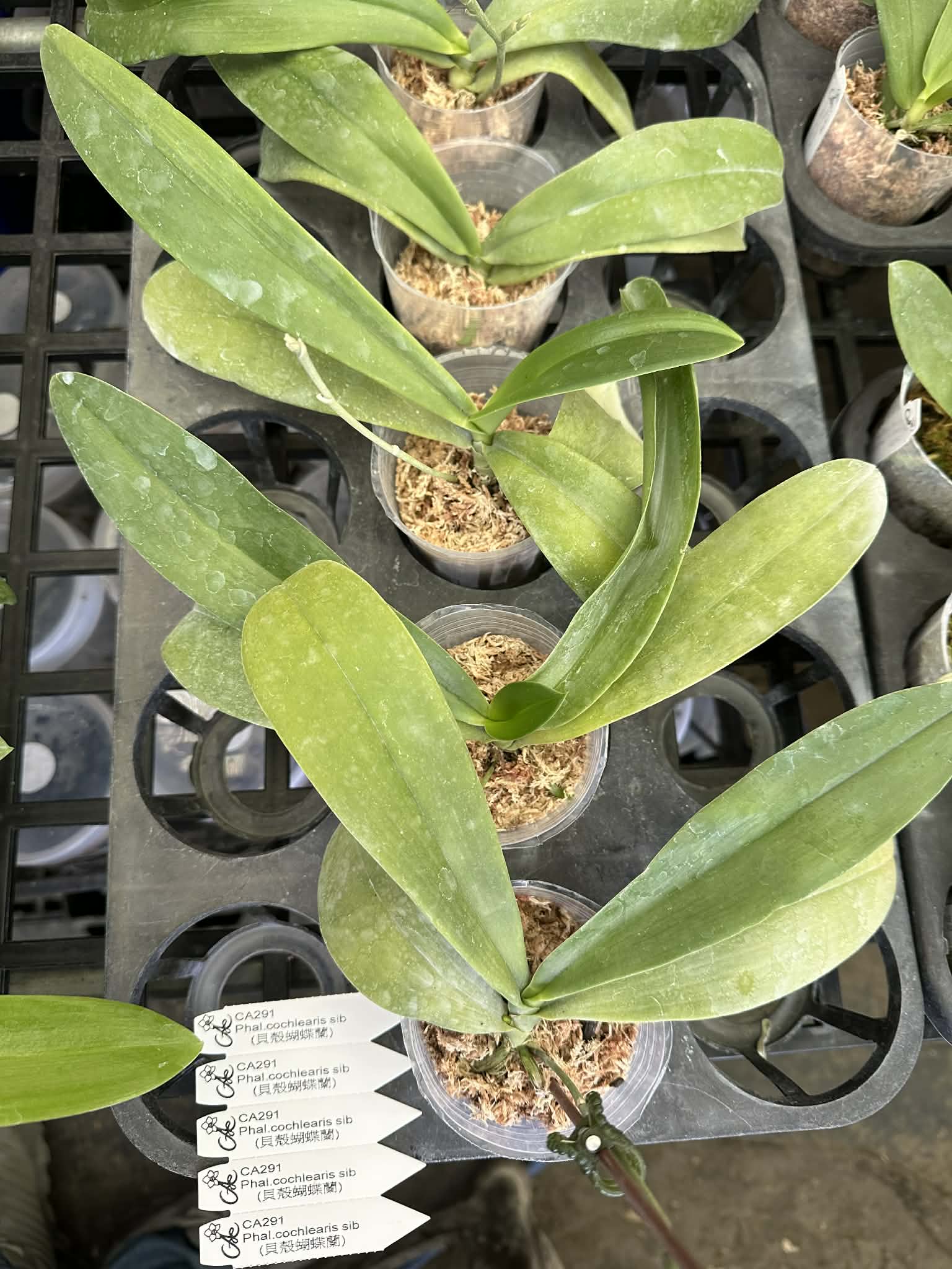 Phalaenopsis cochlearis x sib