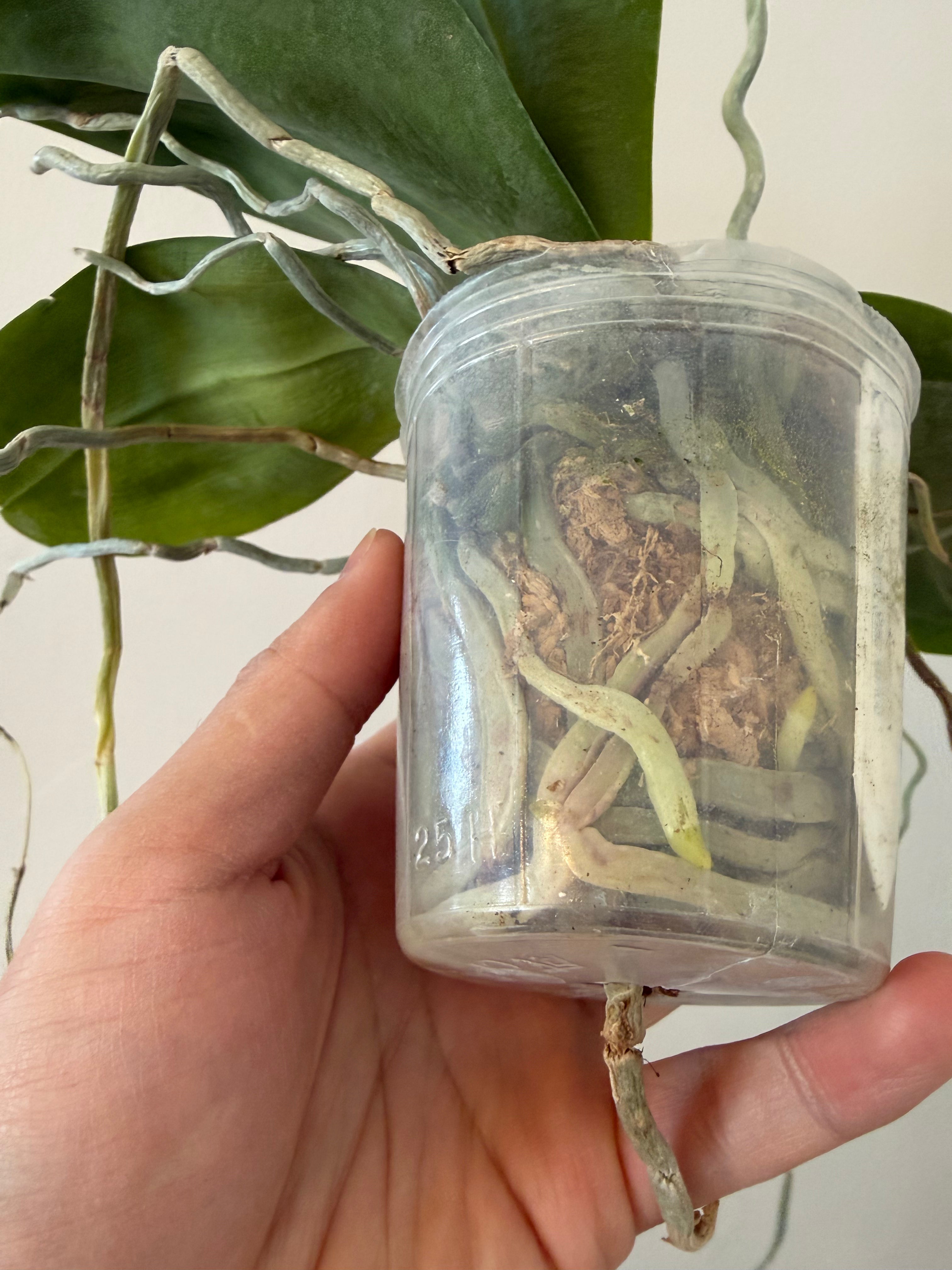 Phalaenopsis Chienlung Black Parrot ‘CL Snake’ AM/AOS YL175