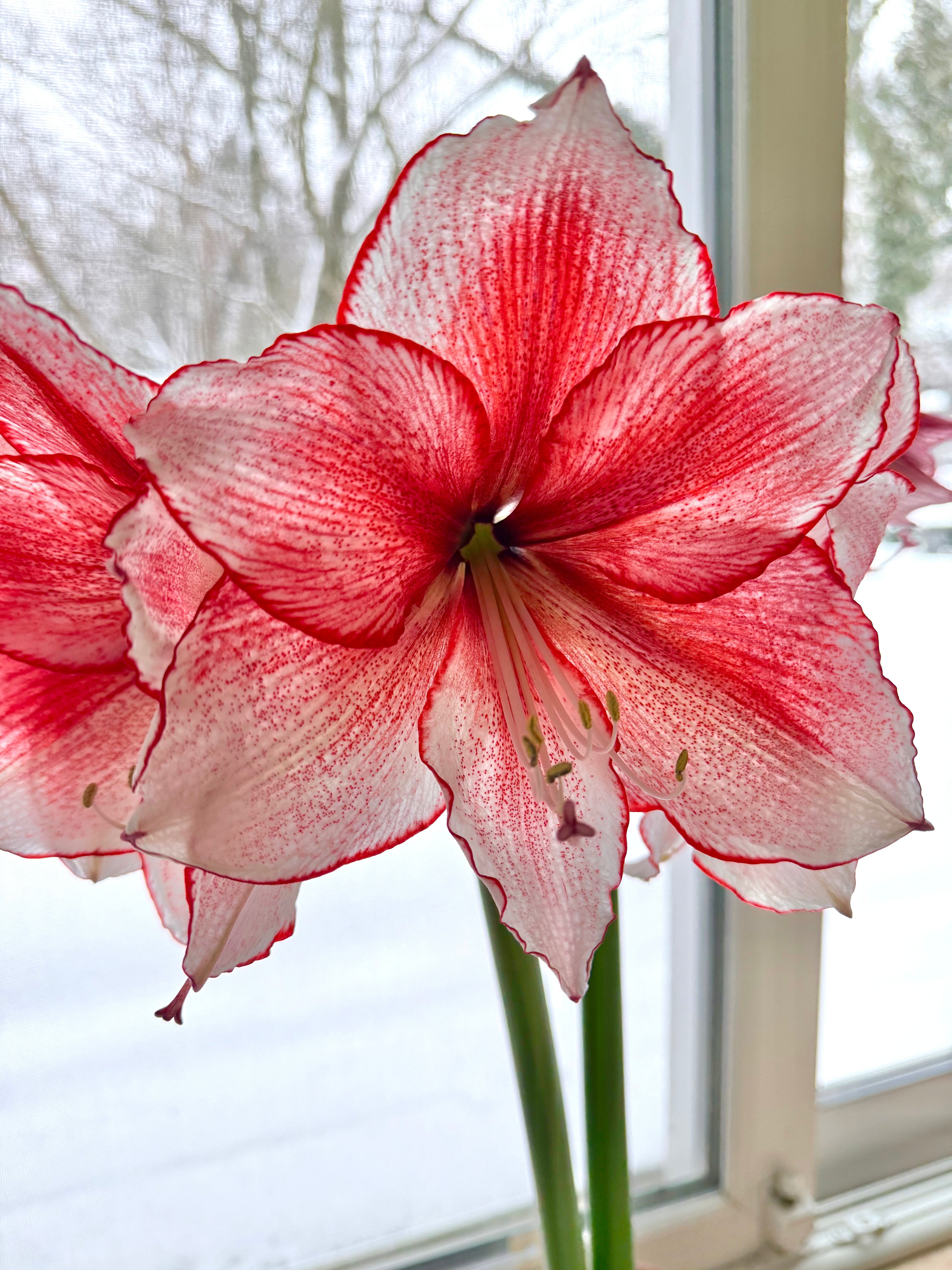 Amaryllis Care Printable (Year Round Tips)