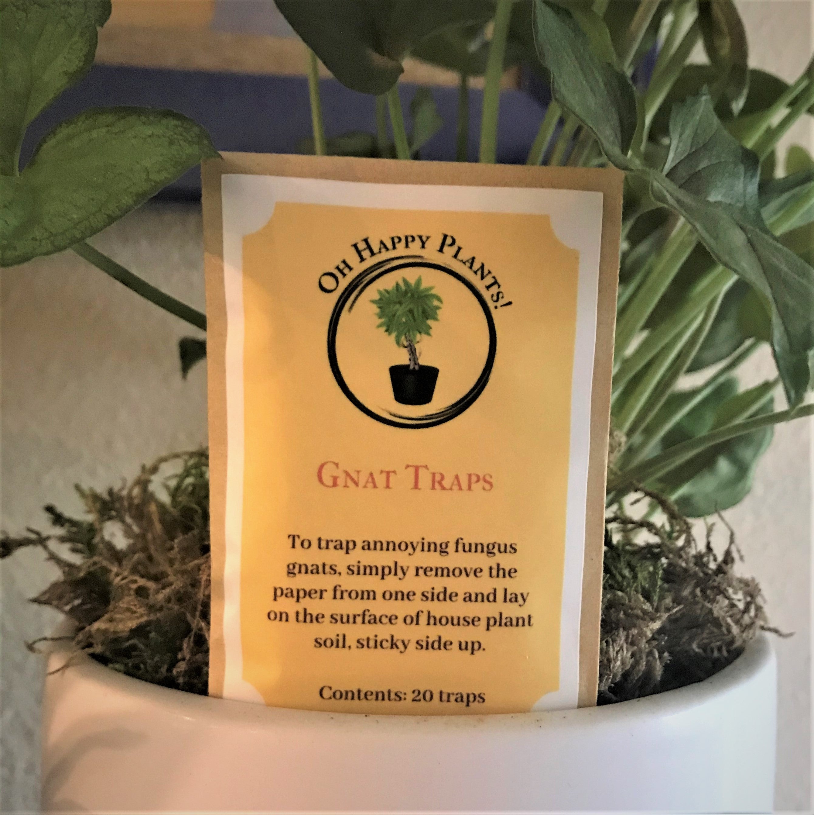 Fungus gnat traps