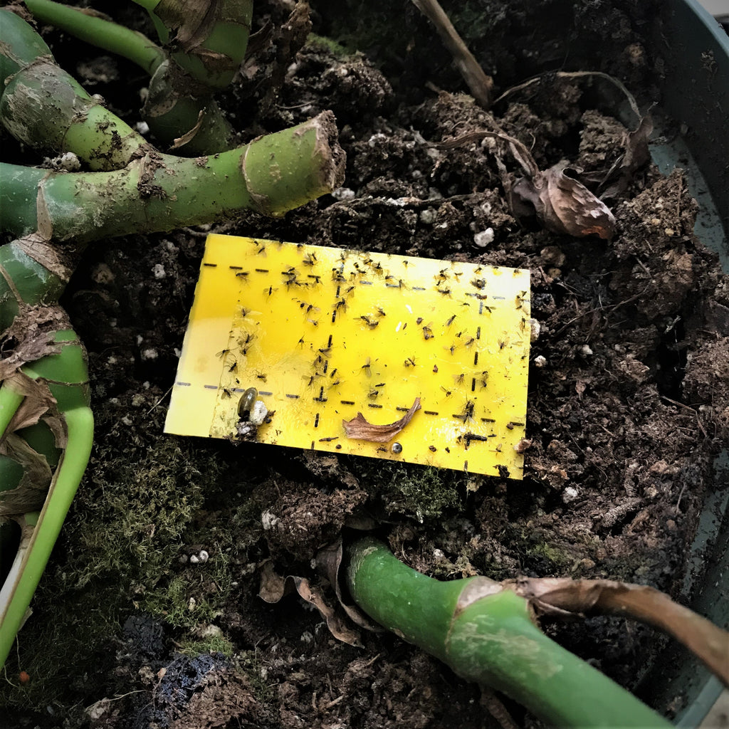 Fungus gnat traps