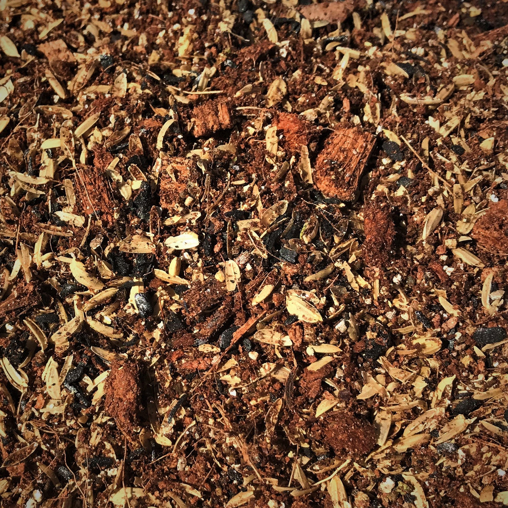 Rainforest Floor